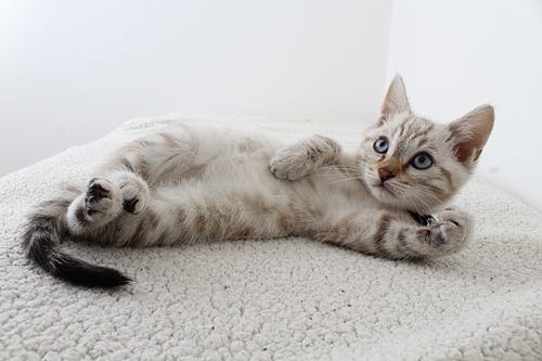 Why Do Cats Show Their Bellies?