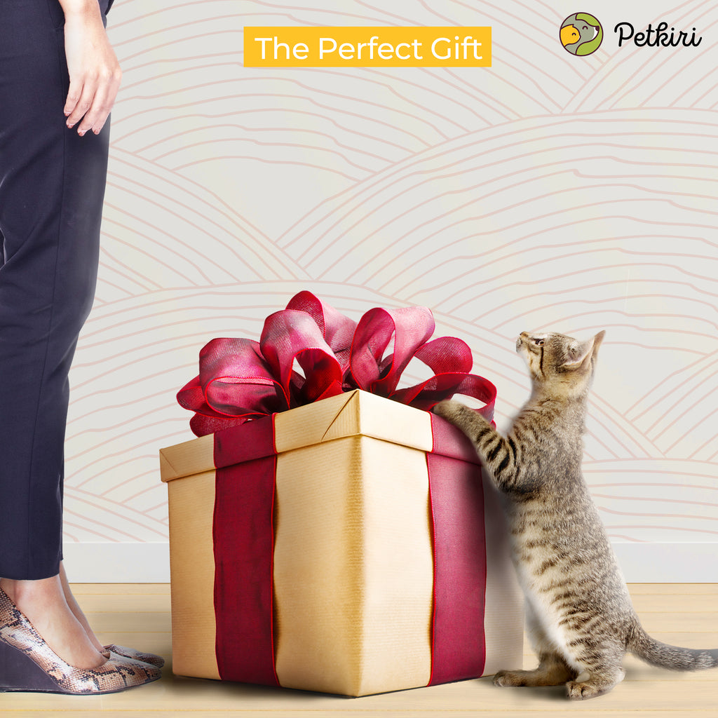 perfect cat gift