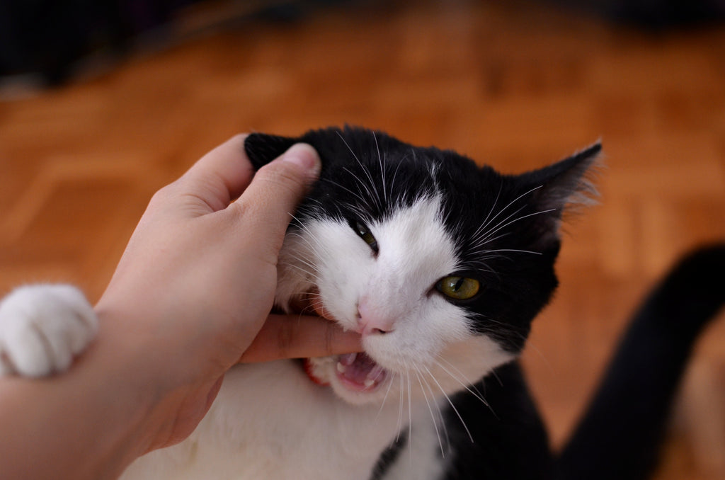 Why Do Cats Love Bite?