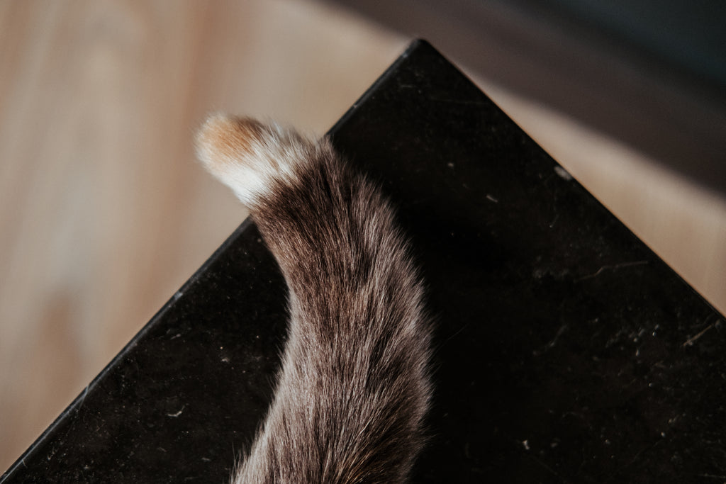 Why Do Cats Puff Their Tails?